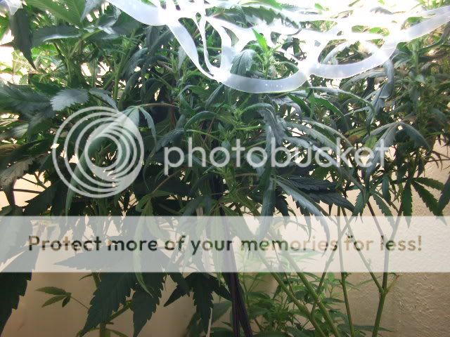 weed083.jpg