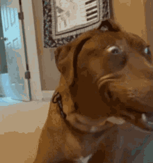dog-surprised.gif