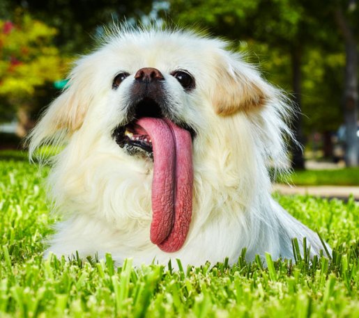 puggy-worlds-longest-tongue.jpg
