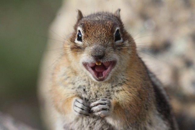 Squirrels-Rabies.jpg