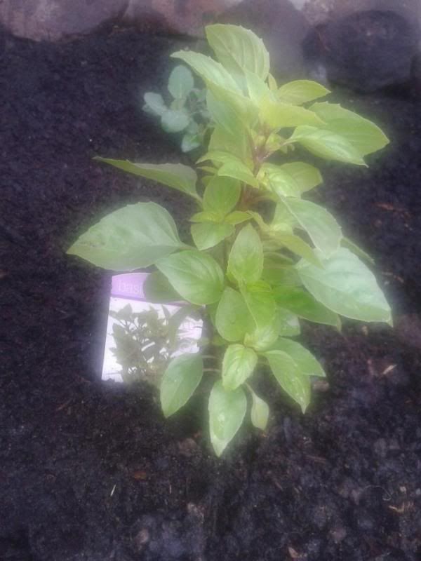 basil_zps929cafc7.jpg