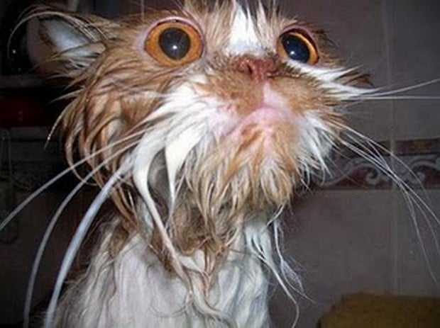 soaking_cats_1.jpg
