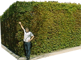 gonetree13.gif