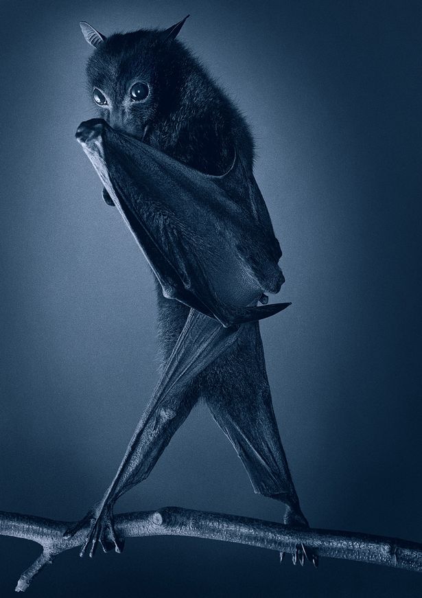 timflach_morethanhuman13.jpeg