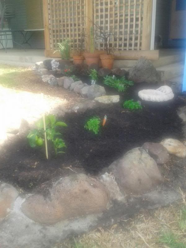 garden_zps4ffa5edd.jpg