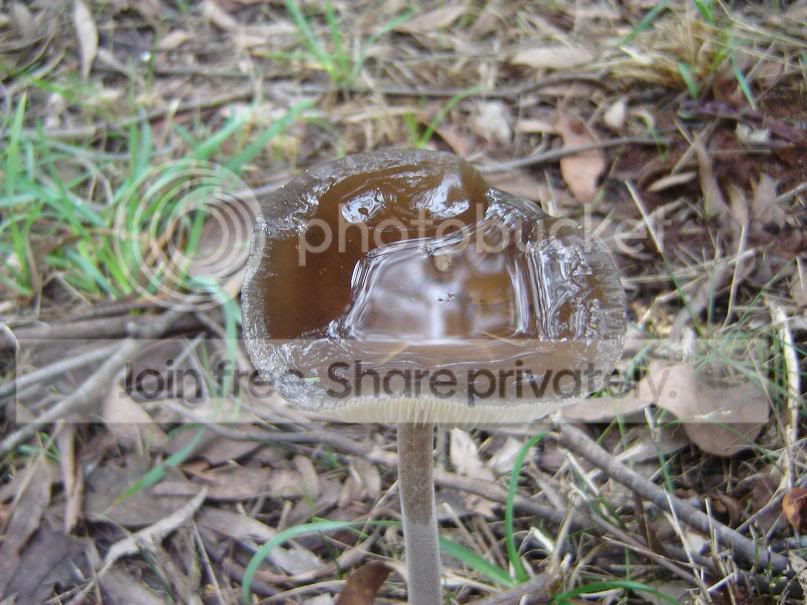 fungi13.jpg