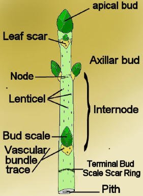 stem.jpg