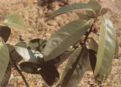 kuding2.jpg