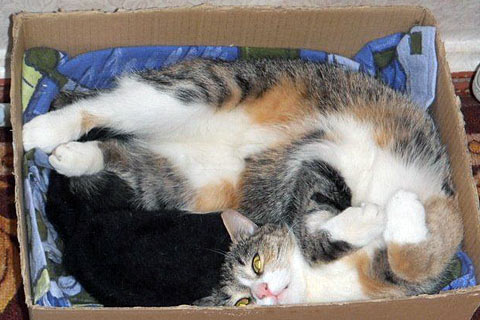 funny-cats_145.jpg