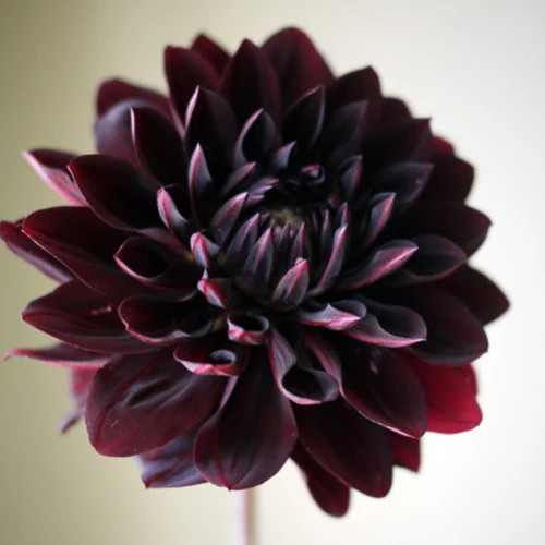 Hot-Sale-one-pcs-Rare-Black-with-Red-Dahlia-bulbs-Beautiful-Perennial-Flowers-Dahlia-Pinnata-for.jpg