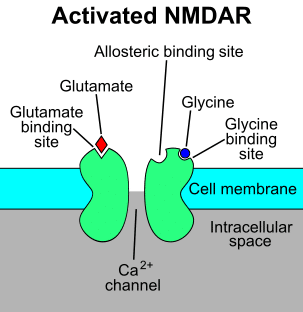 Activated_NMDAR.svg-1.png