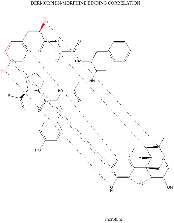 Dermorphin_binding.jpg