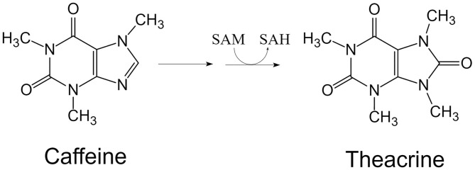 fnut-07-596823-g0002.jpg