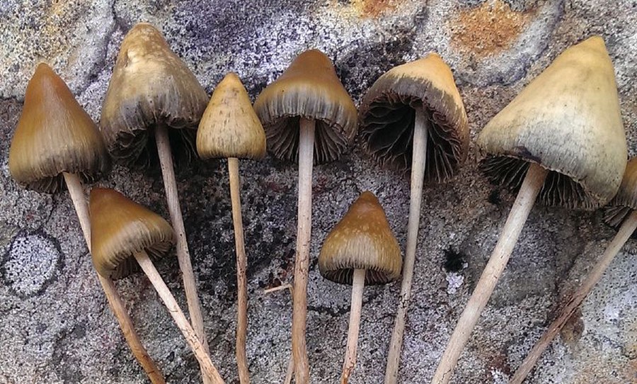 Psilocybin Mushroom Migraine