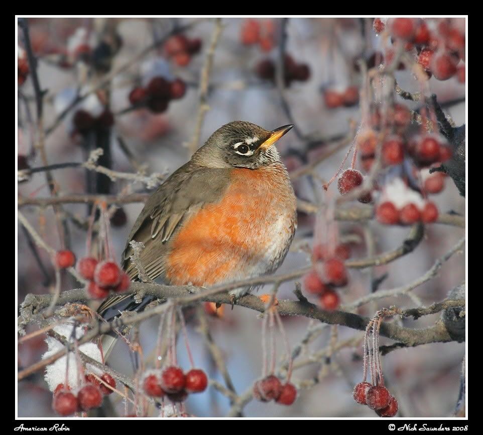 AmericanRobin-220108smframedbf.jpg