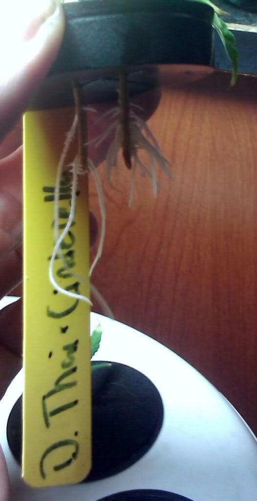 922C99roots.jpg
