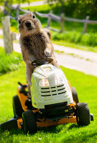 Surprise_Squirrel_Lawnmower_by_MasTnaiveD.jpg
