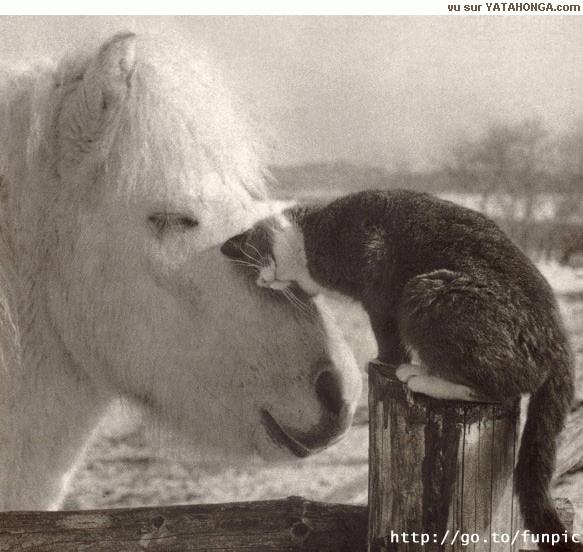 catpony.jpg
