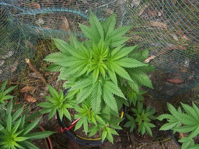 superskunk1overhead2220skewed.jpg
