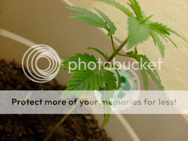 weed021.jpg