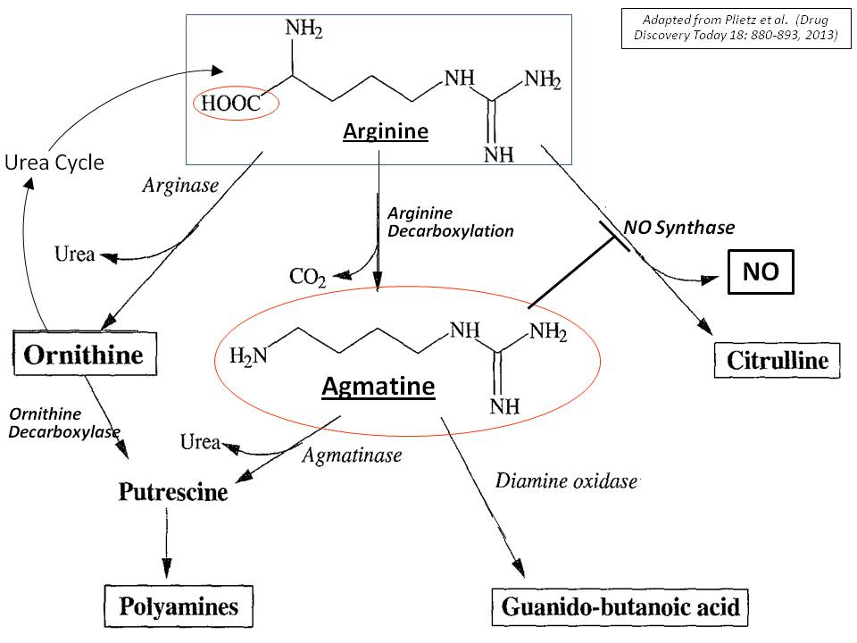 Wikipedia-Agmatine_Metabolic_Pathways.jpg