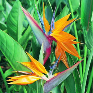 bird_of_paradise.jpg