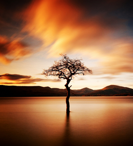 __That_Tree___by_kharashov.jpg
