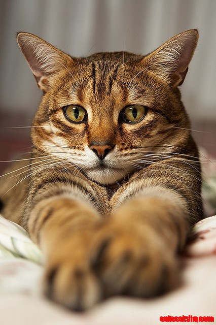 Cute-cat-face.jpg