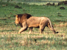 lion.jpg