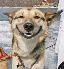 happydog.jpg