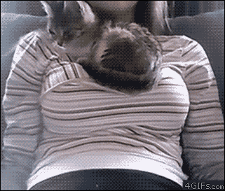 ZQaJq.gif