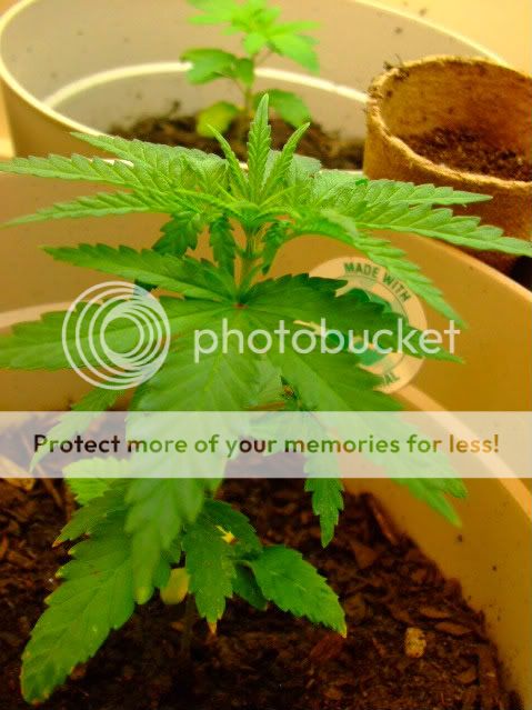 weed017.jpg