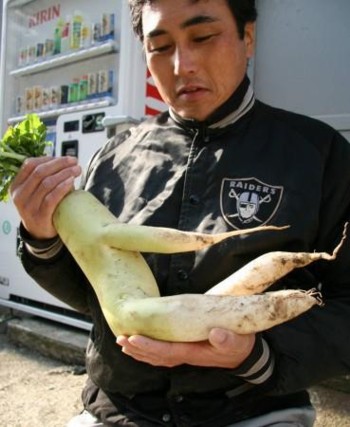 normajeanradish.jpg