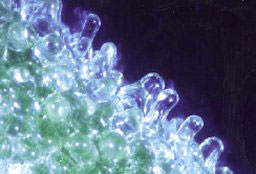 M.crystallinum-bladder-256.jpg
