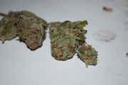 058121198-thumb_blue_maple__purple_kush_2.jpg