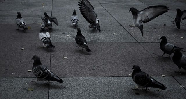 DSC_0037pigeons.jpg