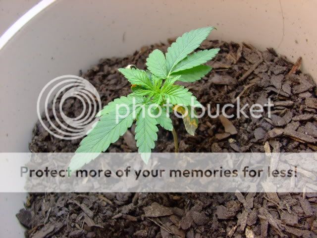 weed013.jpg