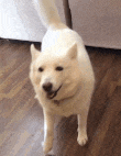 4EXLHU1.gif