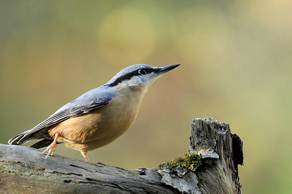nuthatch-1.jpg