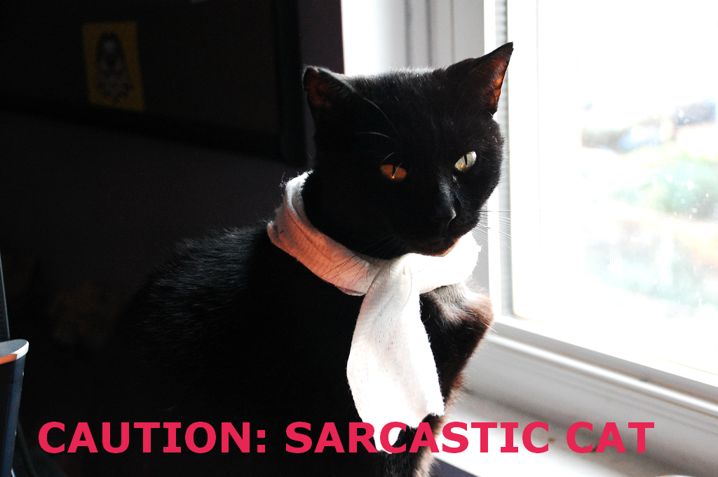 Caution_SarcasticCat1.jpg