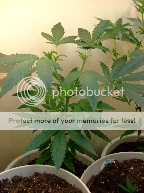 weed041.jpg