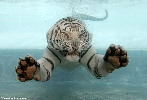 tiger.jpg