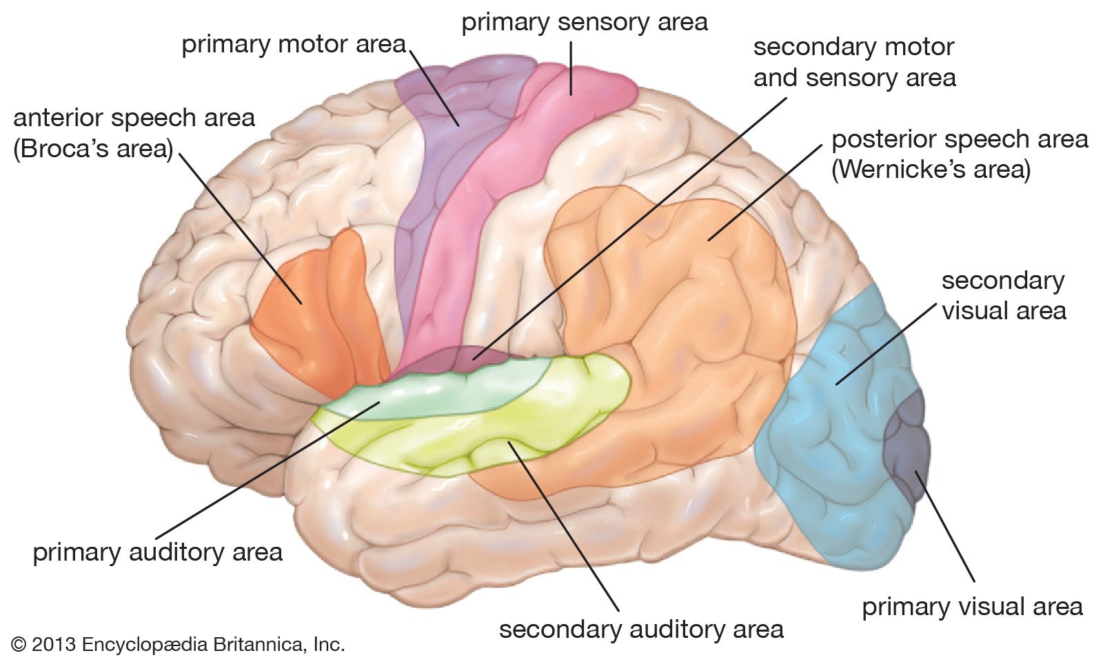 areas-human-brain.jpg