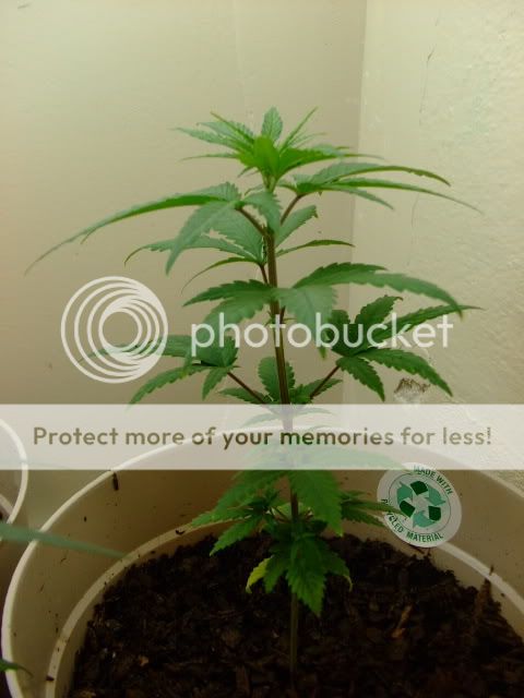 weed038.jpg