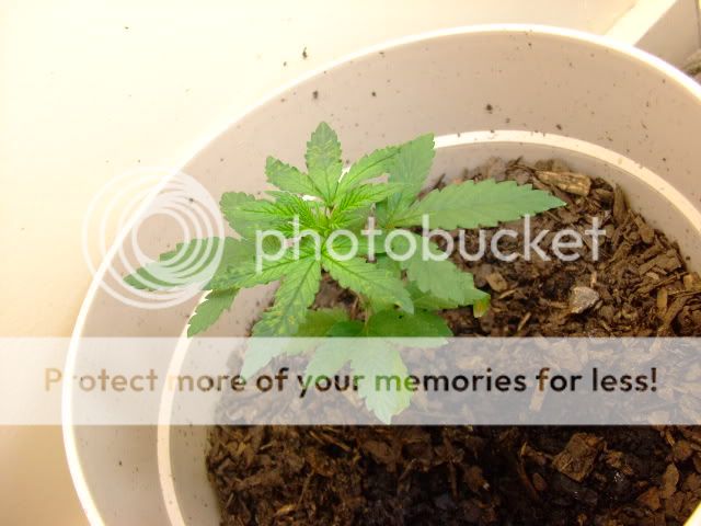 weed029.jpg