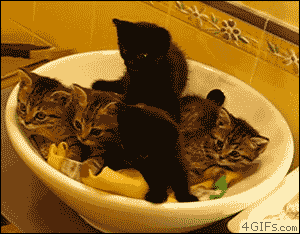 ebhaB.gif