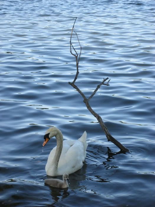 birds2087sm.jpg