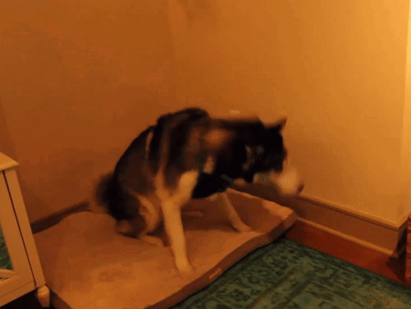 dog-husky-metal-headbang-rock.gif