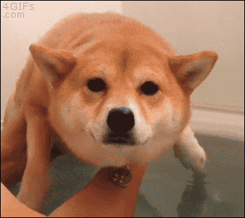 q98HHvt.gif