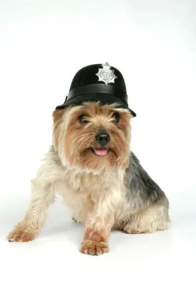 dog_yorkshire_terrier_wearing_police_hat_1290860.jpg